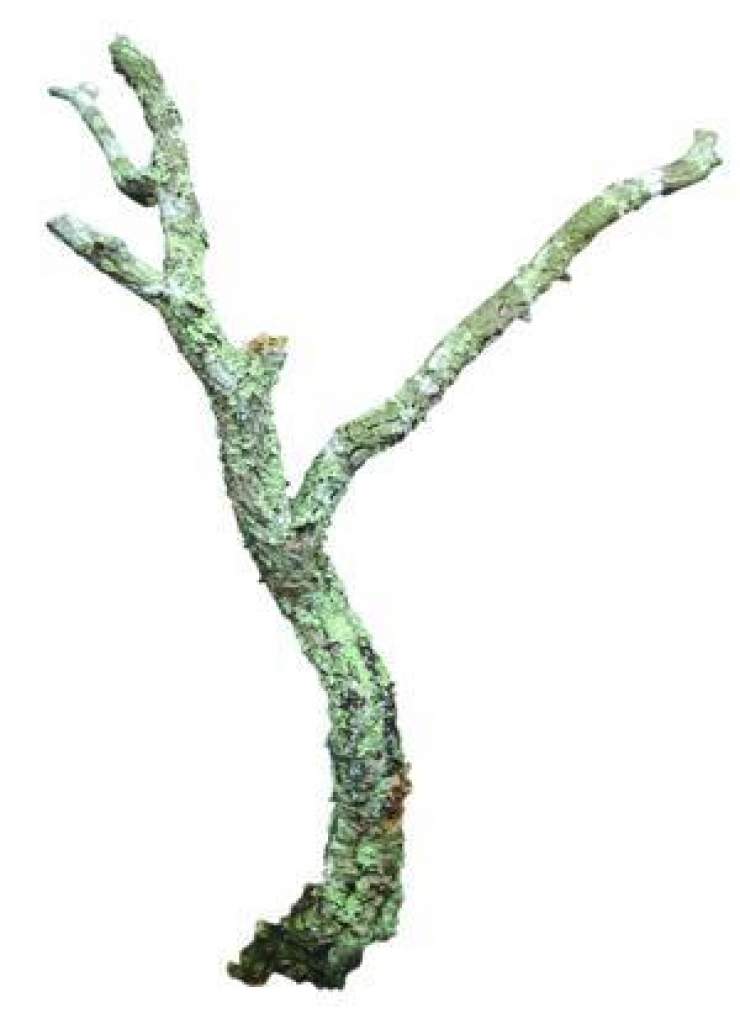 Zierkorkäste naturbelassen